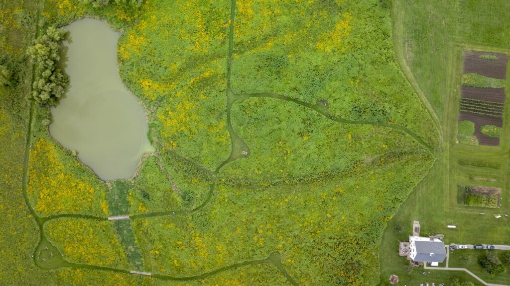 Aerial View of Prairie at Wallace Farm an aerial view of the yellow flowers in restored prairie at wallace farm